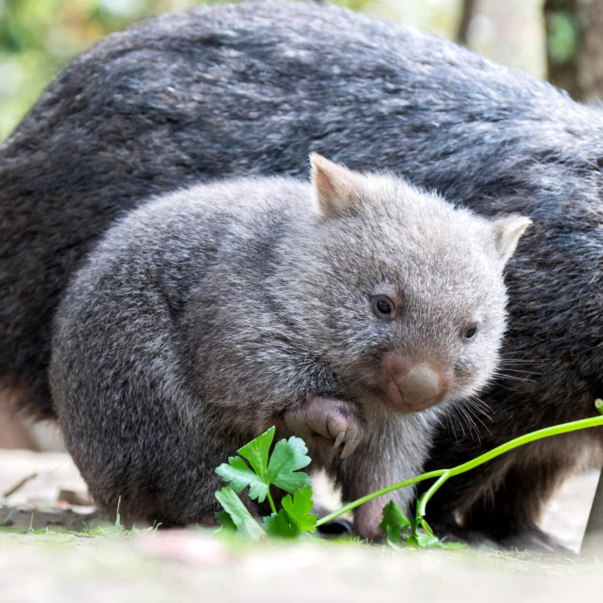 Outrage in Australia After American Woman Grabs a Baby Wombat